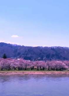 日本 弘前公园：领略不一样的日本