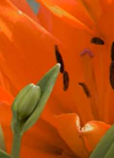 花卉放松视频：春色迷人，好看翻倍