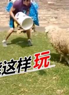 四川话搞笑配音:逗羊还能这样玩?
