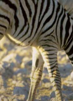 非洲野生动物：感受野性之美