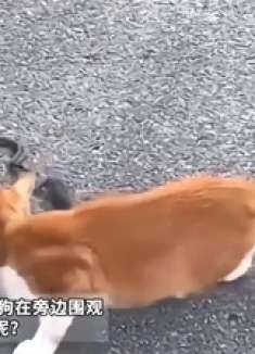 蛇正追着老鼠 一猫一狗在旁边围观 网友：搁这下斗兽棋呢？