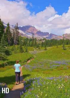 梦幻花之海洋：雷尼尔山国家公园