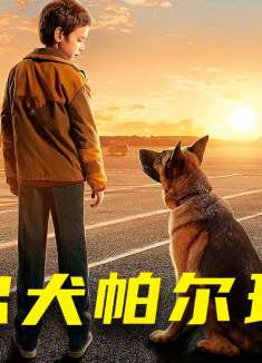 一只被主人抛弃的狗，在一条没有尽头的机场跑道痴痴等了2年！2