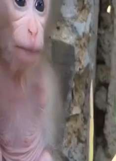 盘点全网那些墙角的猴崽子