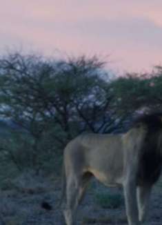 博茨瓦纳野生动物：感受野性之美