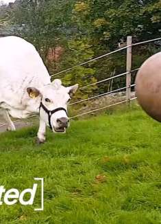 这些萌宠的操作太逆天了！