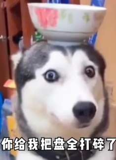 笑喷了:今天这个碗要是掉下,今晚就吃你