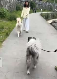 一言不合就被打了，边牧太聪明了有意识的解绳子，要去干仗…