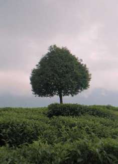 在森林中心，有一个精灵般的部落