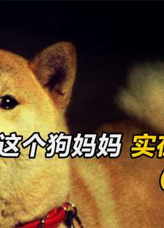 狗狗从地震中救下主人，却被无情抛弃，它还每天傻傻等候主人回家