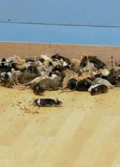 现实版料理鼠王，含泪痛服两斤奶酪