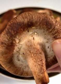 《干货知识》清水洗香菇等于白洗，放2样东西，脏东西自己跑出来