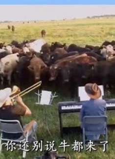 爆笑:大哥你这算不算是真正的对牛弹琴