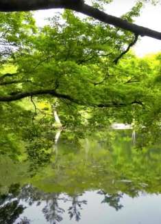 4K：满眼绿意，轻井泽安静又治愈的夏日