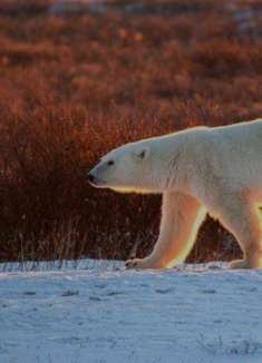 在北极熊之都，看到内心的狂野