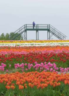 郁金香盛开，为将缤纷美好赠予世界