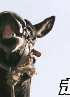 荒唐年代，两头驴和一个人的故事