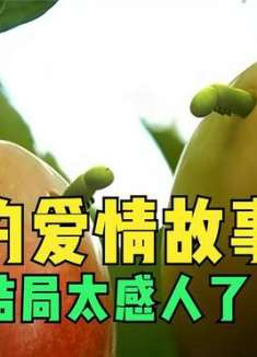 两条青虫爱上了彼此结果母青虫被人类抓走