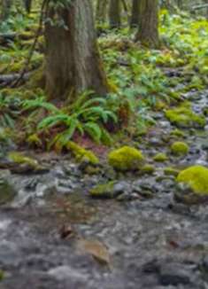 森林中的雨天：心旷神怡，美不胜收