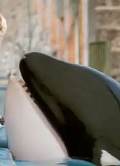 熊孩子不幸掉入水池，竟意外被杀人鲸所救