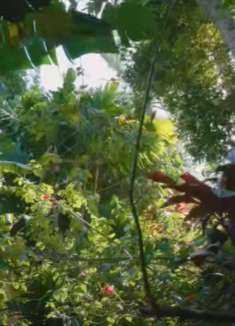 热带森林的虚空漫步：倾听大自然的声音