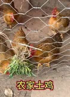 阿平家的土鸡特别爱吃青菜