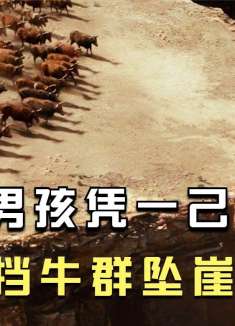 男孩凭一己之力，阻挡1500头牛坠崖《澳洲乱世情》
