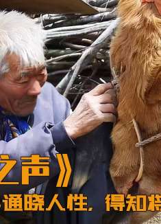 40岁老牛通晓人性，得知自己将被杀掉，竟默默留下眼泪！剧情