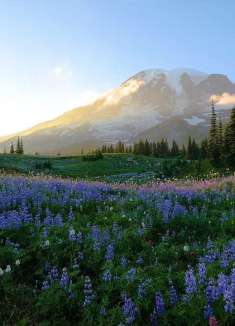 雷尼尔山野花：让人惊叹不已的美