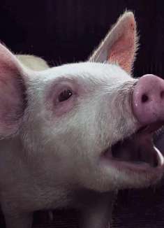 澳大利亚公益广告：听音乐，猪都能飞起来