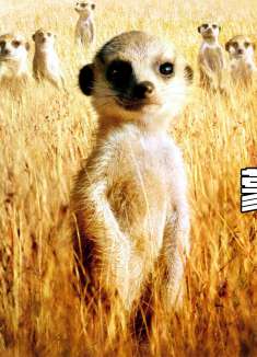 萌出一脸血的蒙哥，为了活着拼尽全力，向它学习