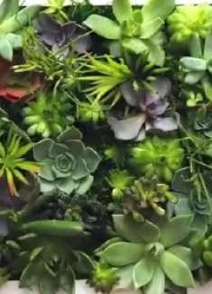 可以挂在墙上的植物，是不是很好看呢，今天就分享给你哦
