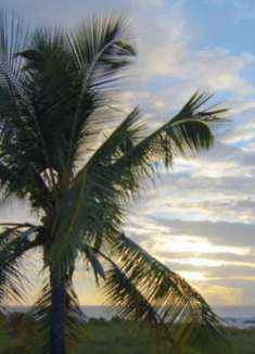 夏威夷大岛：令人难以置信的多样性