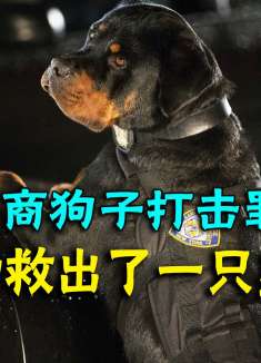 高智商狗狗从罪犯手里成功救出了一只熊猫