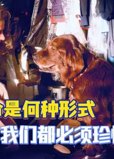 男人转世为流浪狗，却拥有前世记忆！