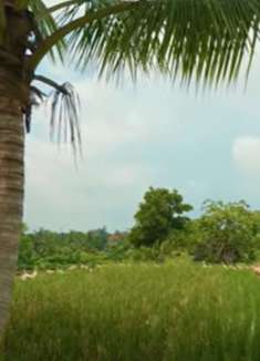 热带雨林：迷人无穷，让人难忘