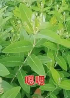 一听就破防，这首《哑巴新娘》，直戳泪点