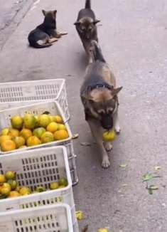 狗子：兄弟，这条街有我照着，以后水果随便吃！