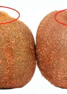 买猕猴桃,就要买“母”的,香甜多汁又好吃