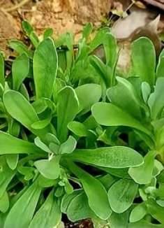 老中医叫它“咳嗽草”，还是一种不错的野菜