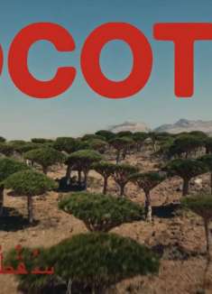 龙血树与沙漠玫瑰，地球上的外星世界