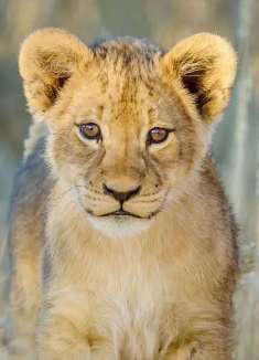 南非大地：野性与梦幻的激情碰撞