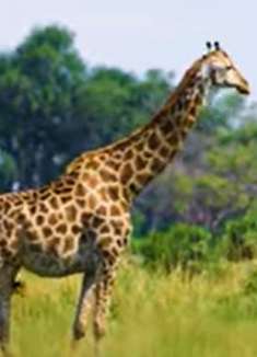 博茨瓦纳奥卡万戈河畔：充满着野性与力量之地