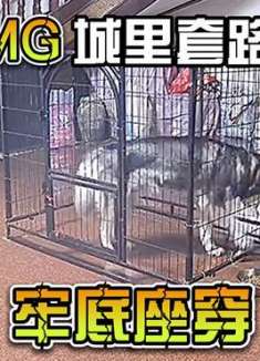 二哈自作自受，从此牢底坐穿！