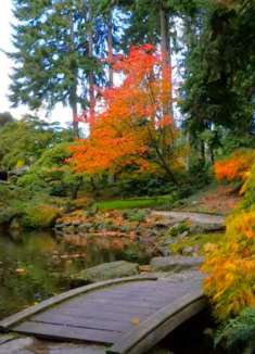 日本庭园：美不胜收的景色