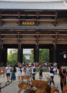 奈良市东大寺：大佛和鹿都很熟悉的寺院