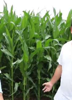 小伙在玉米地美女约会，被邻居家小伙看见，太逗了