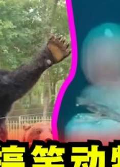 爆笑解说：那些搞抽象的奇葩动物！ 