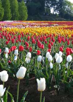 这里鲜花满地，入眼皆是绝景