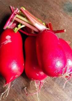 喜欢吃红皮萝卜，因为要用它做泡菜，但凉拌更适合下饭